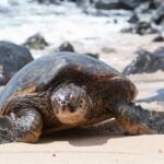 South Shore Aloha Friendly Tour - Frequently Asked Questions