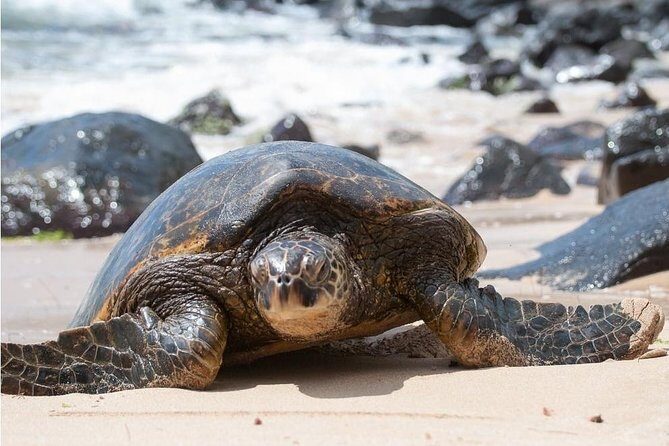 South Shore Aloha Friendly Tour - Frequently Asked Questions