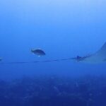 SPECIAL!! 2 Tank Wreck & Drift Reef dives - Who Will Appreciate This Experience?