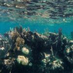 Speedboat tour Snorkeling and Transportation for One Price - Who This Tour Is Best For