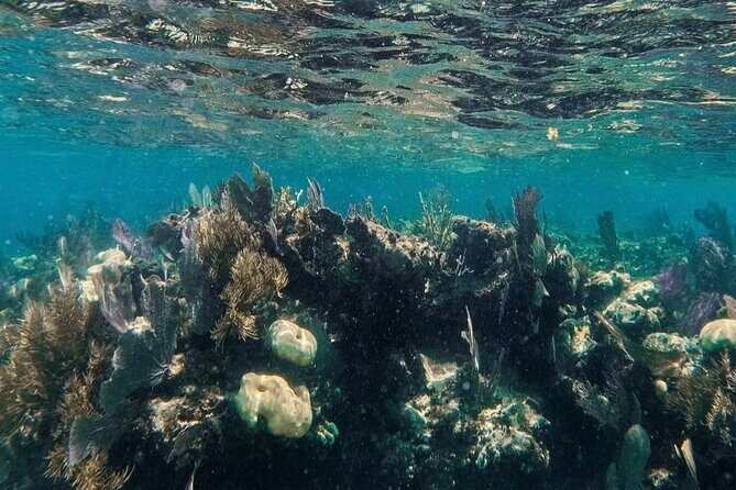 Speedboat tour Snorkeling and Transportation for One Price - Who This Tour Is Best For