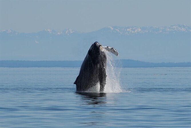Spring Bears and Whales Tour in Campbell River - Who Should Book This Tour?
