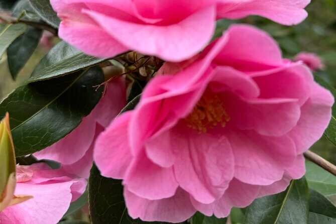 Spring Cherry Blossom Tour Victoria YYJ Airport Pickup - What the Tour Costs and Its Value