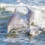 St. Andrews State Park Sunset Cruise - Final Thoughts: Why Choose This Sunset Cruise?