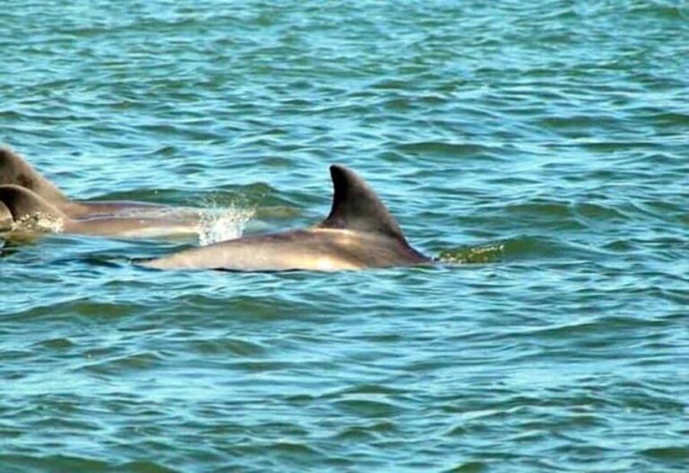 St. Augustine: Dolphin and Wildlife Historical Boat Tour - The Experience: What to Expect
