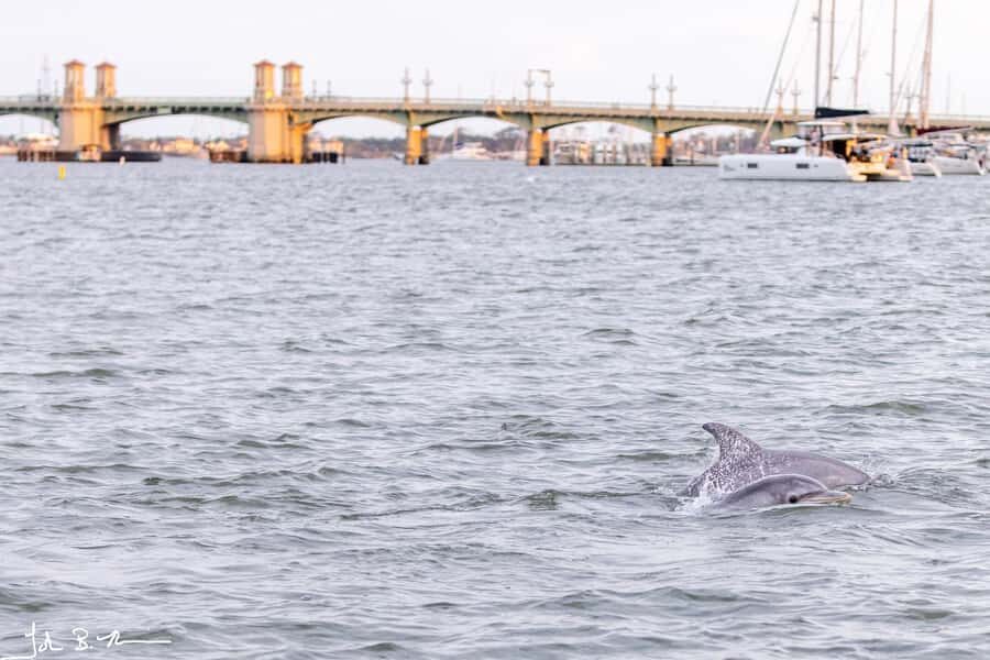 St. Augustine: Dolphin Tails & History Cruise - Why This Tour Works