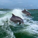 St. Pete Beach: Dolphin Racer Sightseeing Cruise - Is It Worth the Price?