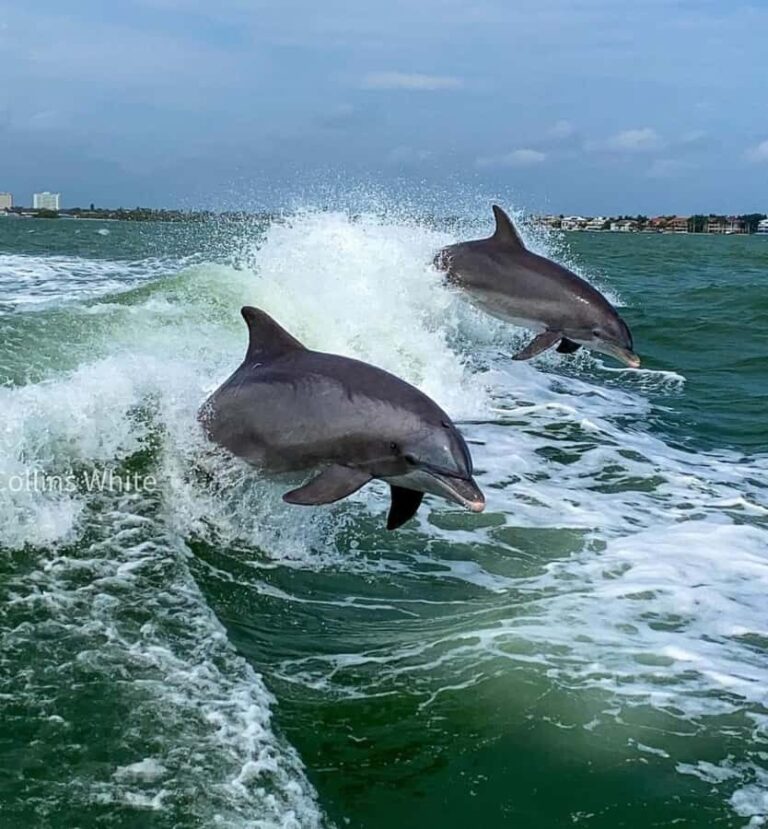 St. Pete Beach: Dolphin Racer Sightseeing Cruise - Is It Worth the Price?