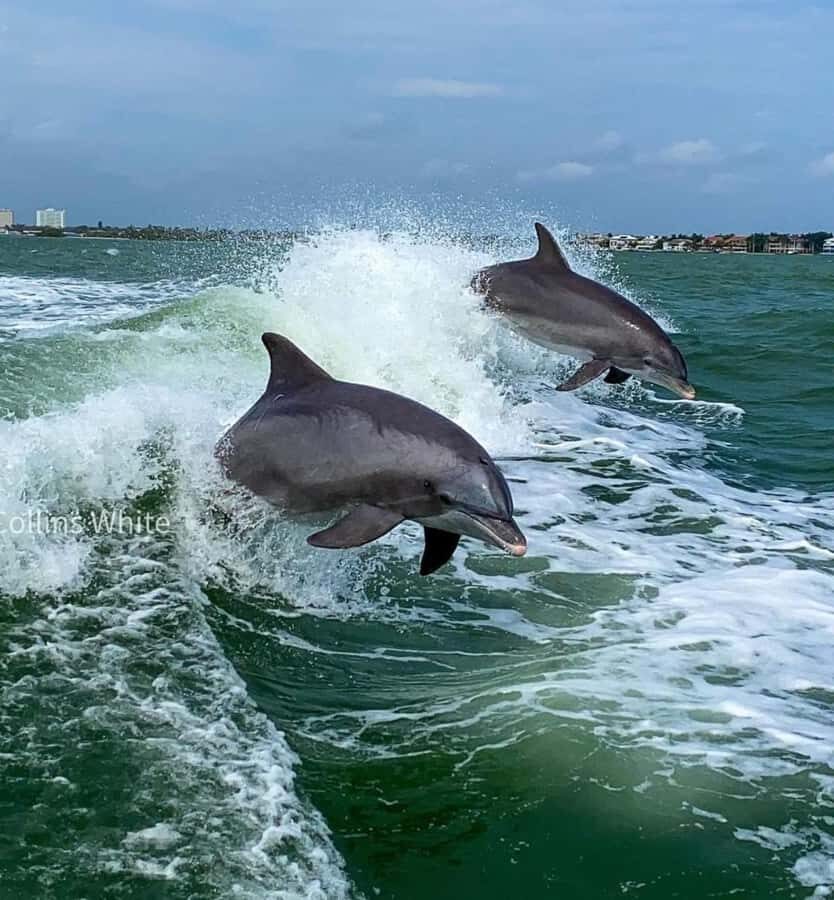 St. Pete Beach: Dolphin Racer Sightseeing Cruise - Is It Worth the Price?