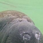 St. Petersburg: Clam Bayou Nature Preserve Clear Kayak Tour - What to Expect During the Tour