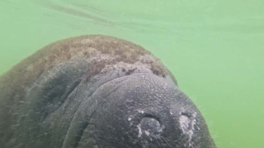 St. Petersburg: Clam Bayou Nature Preserve Clear Kayak Tour - What to Expect During the Tour