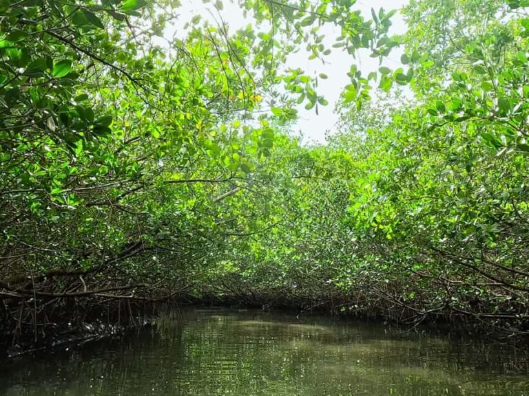 St. Petersburg: Clear Kayak Rental at Clam Bayou Nature Park - Practical Details and What to Expect