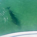 St. Petersburg, FL: 4-Hour Private Beach Tour - Who Will Love This Tour?