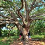 St. Petersburg: Lake Maggiore Bike Tour with Guide - Who Will Love This Tour?