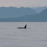 Steveston Village: Whale Watching Tour - The Experience: A Closer Look