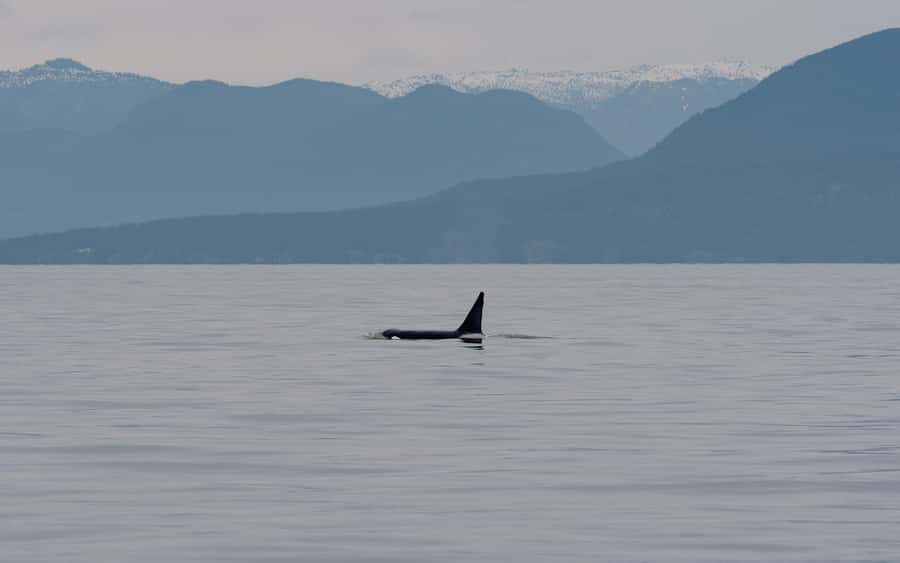 Steveston Village: Whale Watching Tour - The Experience: A Closer Look