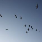 Stroll in the famous floating gardens of ancient Mexico - An In-Depth Look at the Tour Experience