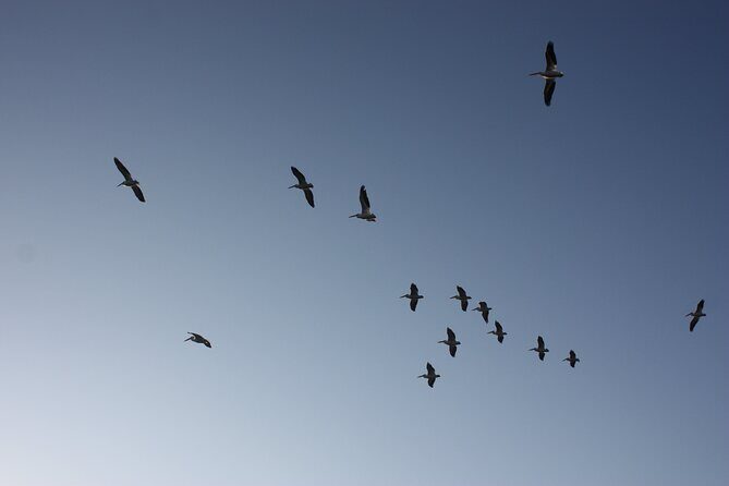 Stroll in the famous floating gardens of ancient Mexico - An In-Depth Look at the Tour Experience