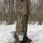 Sugar Shack (Feb to May) Maple Syrup Private Day Tour with lunch from Montreal - The Itinerary in Detail