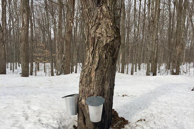 Sugar Shack (Feb to May) Maple Syrup Private Day Tour with lunch from Montreal - The Itinerary in Detail
