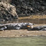 Sumidero Canyon & Chiapa de Corzo: Day Tour from Tuxtla - Authentic Experiences and Practical Tips from Travelers