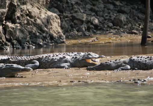 Sumidero Canyon & Chiapa de Corzo: Day Tour from Tuxtla - Authentic Experiences and Practical Tips from Travelers