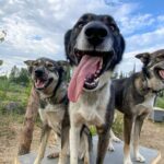 Summer Sled Dog Kennel Tour - Who This Tour Is Best For