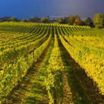 Summerland: Full-Day Wine Tour with Tastings - The Scenic and Social Experience