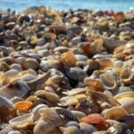 Sunrise and Shine 10,000 Islands Shelling Tour - Shelling and Wildlife: What You Can Expect