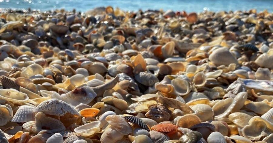 Sunrise and Shine 10,000 Islands Shelling Tour - Shelling and Wildlife: What You Can Expect