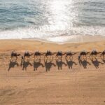Sunset beach Camel ride with Mexican Buffet and Tequila Tasting - Who Would Love This Tour?