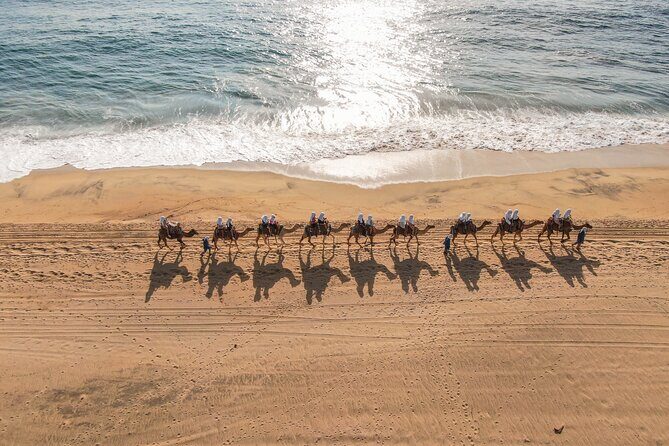 Sunset beach Camel ride with Mexican Buffet and Tequila Tasting - Who Would Love This Tour?