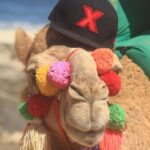 Sunset Camel Ride Tour - Who Will Love This Experience?
