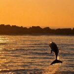 Sunset Dolphin Cruise in Panama City Beach - An In-Depth Look at the Sunset Dolphin Cruise