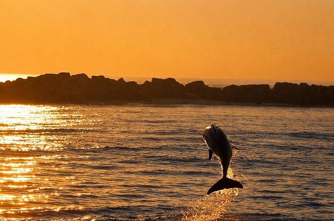 Sunset Dolphin Cruise in Panama City Beach - An In-Depth Look at the Sunset Dolphin Cruise