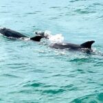 Sunset Dolphin Watching Tour - FAQ