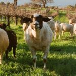 Sunset Eco Farm Experience Sheep Olive Oil Wine Cheese Tasting - Deep Dive into the Experience