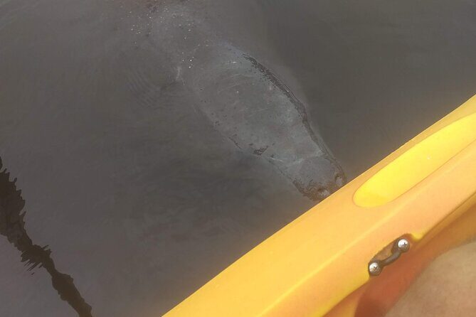 Sunset kayaking tour at Manatee Cove with Manatee & Dolphin sightings - Detailed Insights: Why This Tour Offers Good Value