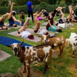 Sunset Maui Goat Yoga with Live Music - The Practicalities: What You Need to Know