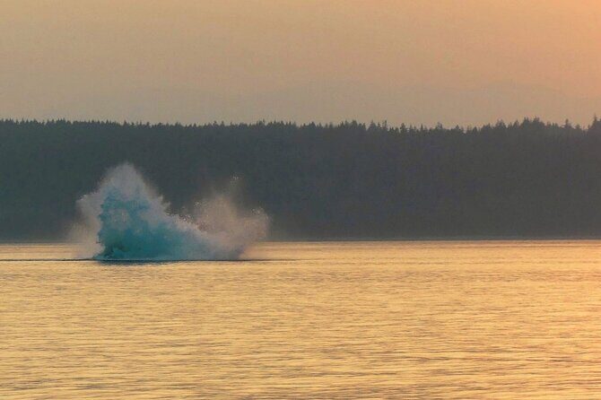 Sunset on the Salish Sea Tour in Campbell River - The Sum Up