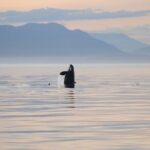 Sunset Whale and Wildlife Adventure in Cowichan Bay - Who Will Appreciate This Tour?