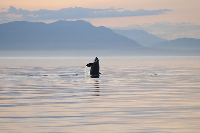 Sunset Whale and Wildlife Adventure in Cowichan Bay - Who Will Appreciate This Tour?