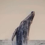 Sunset Whale Watching Cruise in Cabo San Lucas - The Practicalities