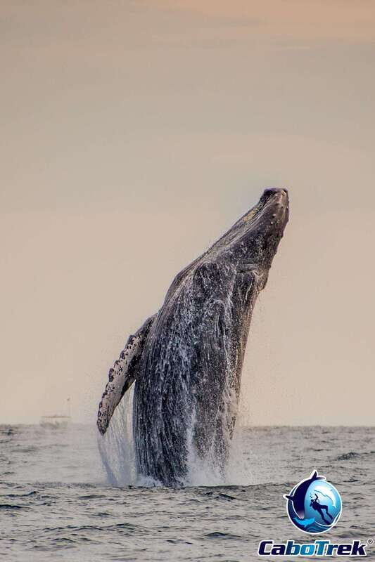 Sunset Whale Watching Cruise in Cabo San Lucas - The Practicalities