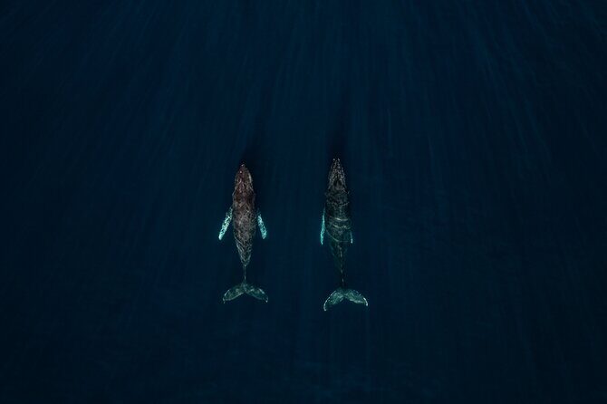 Sunset Whale Watching in Cabo San Lucas - Why This Tour Offers Great Value