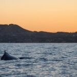 Sunset Whale Watching in San Jose del Cabo - Key Points