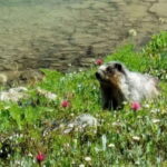 Sunshine Meadows Daily Guided Hike with Gondola - Who Will Love This Tour?