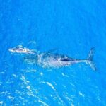 Super Raft - Private Charter Maui 3 Hour Snorkel to Coral Gardens or Molokini - Final Thoughts: Who Should Consider This Tour?