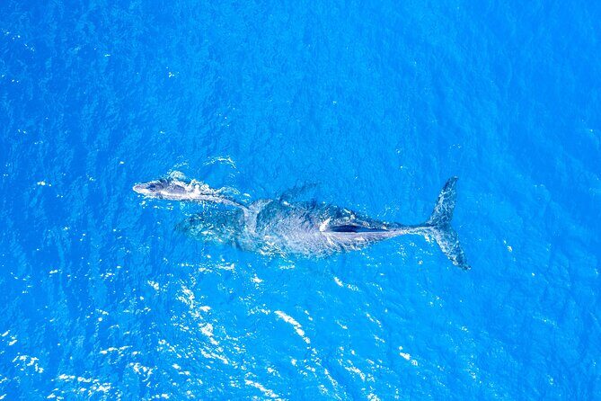 Super Raft - Private Charter Maui 3 Hour Snorkel to Coral Gardens or Molokini - Final Thoughts: Who Should Consider This Tour?