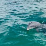 Swim with Dolphins And Snorkeling Group Tour - Safety, Comfort, and Practicalities